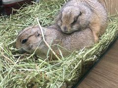 -藦茜花园宠物主题亲子互动体验馆(国顺东路店)