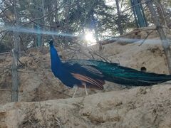 -青藏高原野生动物园