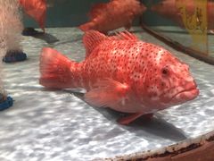 -阿伟海鲜楼·福建菜(延寿店)