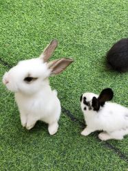 -萌宠亲子动物乐园(槐房万达店)