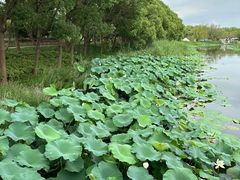 -同里国家湿地公园