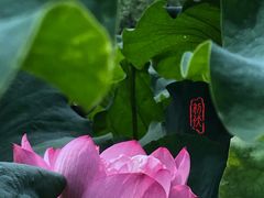 -陈家山荷花公园