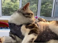 -美联众合动物医院(·中兽医·疑难杂症·严家桥分院)