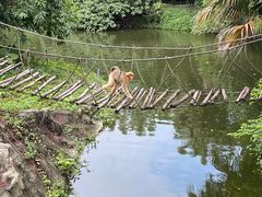 -深圳野生动物园
