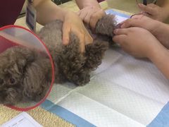 -美联众合动物医院·24h转诊中心