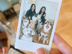 -Let's go狗咖·猫咖·奶狗·桌游(春熙路IFS店)