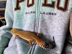 -抱暴龙爬宠·异宠·撸宠撸爬主题馆(大学路店)