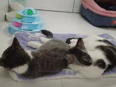 -1013 PET SHOP精品宠物商店(丁香店)