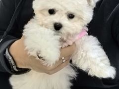 -翊宠yipet猫狗购宠庄园犬舍•猫舍