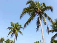 -东郊椰林