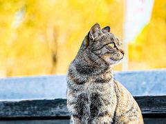 -野鸭湖国家湿地公园