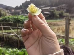 -程阳八寨景区
