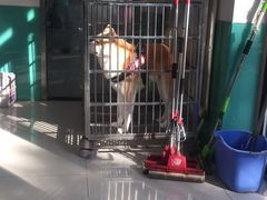 -利又安动物医院··老年病·猫科犬科·中兽医