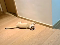-momokira米努特·德文卷毛猫·棉花面纱犬