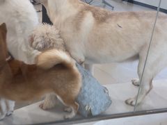 -共舞时光猫咖·狗咖(新街口店)