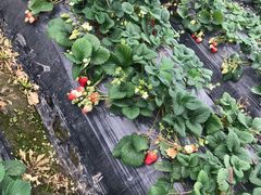 -胜丰草莓采摘园