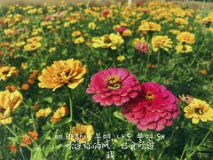 -映月湖中央公园