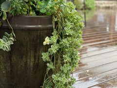 -三圣花乡旅游区