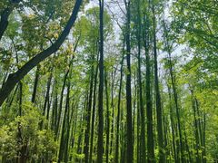 -上海共青森林公园