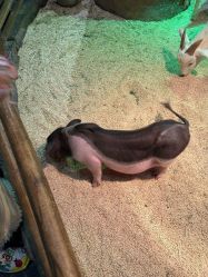 -Zoolung Zoolung动物主题公园(海信广场店)