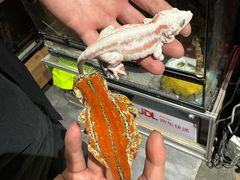 -酷以爬仙阁实体爬宠店·守宫·蜥蜴·专业繁育