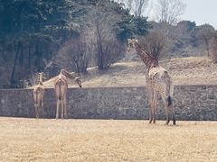 -沈阳森林动物园
