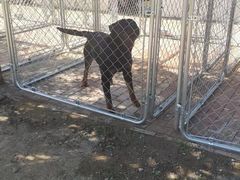 -北京京卫宠物寄养训练中心