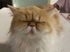 -这儿没有猫·猫咖萌宠馆·撸猫