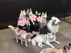 -TrueLove @ Neverland (Husky Cafe)