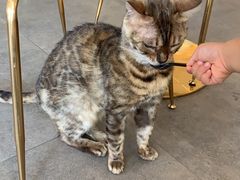 -飞行喵MR PILOT|猫舍·猫咖(静安大融城店)
