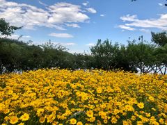 -大兴滨河森林公园