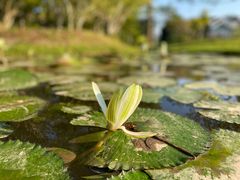 -中国科学院西双版纳热带植物园