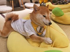 -逗柴咖啡屋·狗咖猫咖宠物桌游
