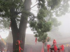 -少华山国家森林公园