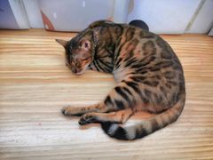 -李小姐の猫咖啡馆(五角场店)