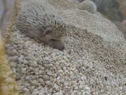 -神奇动物撸宠馆·羊驼·小浣熊·异宠(豫园店)