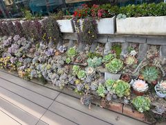-野菌皇海景野生菌火锅(滨海大道店)