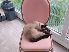 -有猫主题·治愈系猫咖(曾厝垵店)