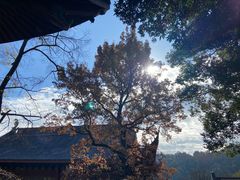 -灵隐飞来峰景区