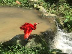 -吉隆坡雀鸟公园
