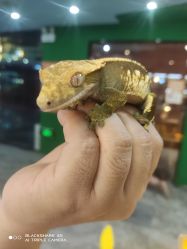 -神奇动物撸宠馆·羊驼·小浣熊·异宠(豫园店)