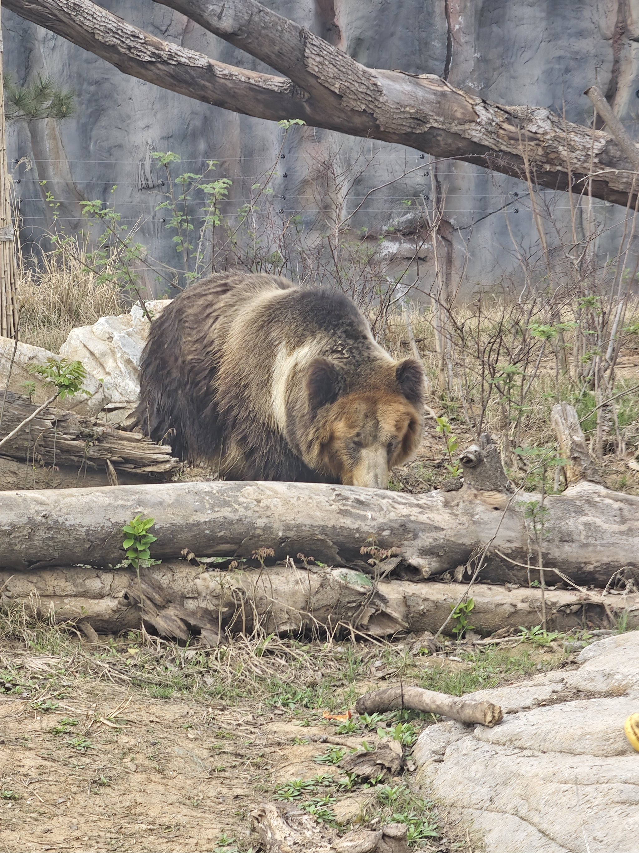 棕熊比黑熊更可爱