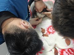 -瑞派雷欧宠物医院·中兽医·眼科·急重症转诊中心(黄台店)