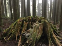 -阿里山神木遗迹