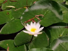 -柳莺湖上·湖景餐厅·江南菜(西湖店)