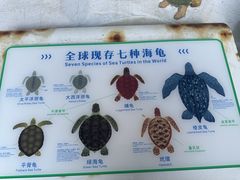 -广东惠东海龟国家级自然保护区