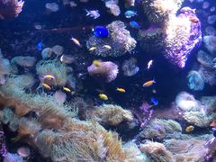 -悉尼海洋生物水族馆