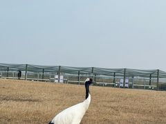 -盐城丹顶鹤湿地生态旅游区