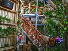 -Rainforest