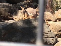 -费瑟代尔野生动物园